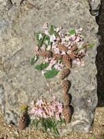 El#U00e9onore et Lisa P. 2.JPG