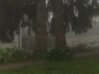 marques arbres 2.jpg